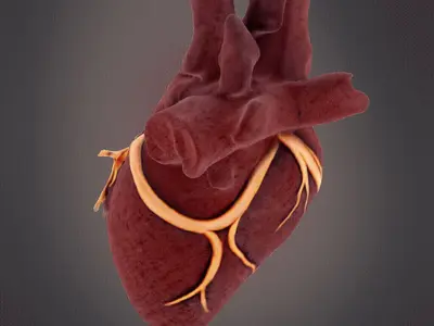 Human Heart model 3D print model