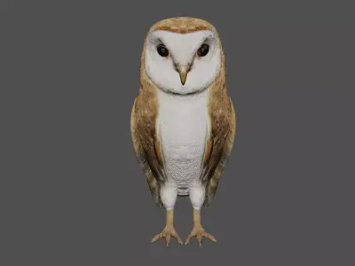 Barn owl Low-poly 3D model purchase