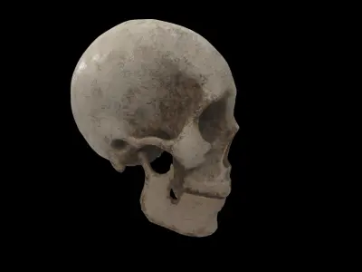 human skull 3D model