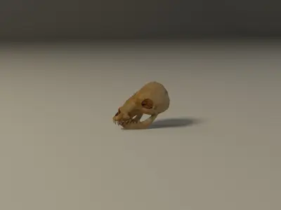Animal skull Low-poly 3D model purchase