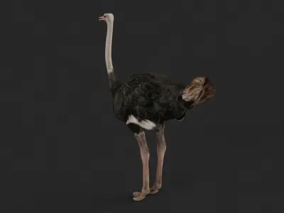 Ostrich 3D model buy
