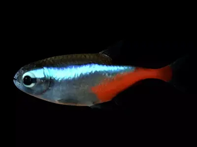 Neon Fish Low-poly 3D model