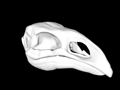 Moa skull Low-poly 3D model