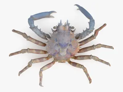 Marine Invertebrates 3D model