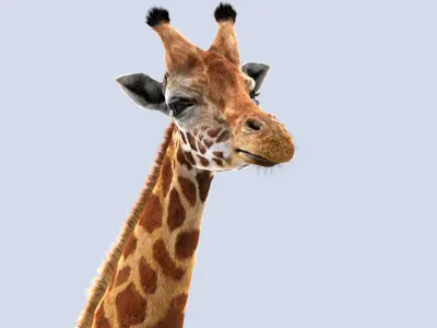 Giraffe (2) (ANIMATED) (FUR) 3D model