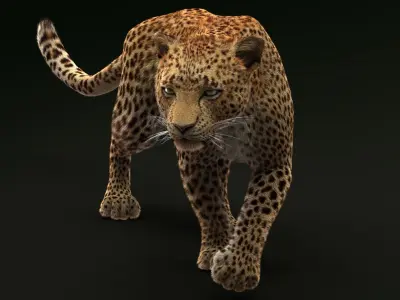 Leopard (3) (RIG) (Fur) 3D model