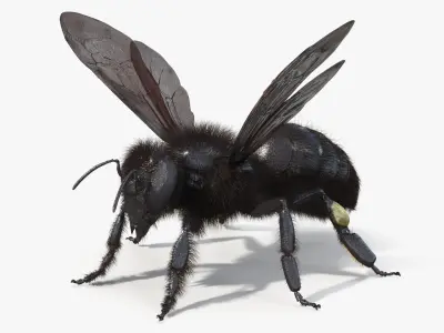  Black Bee Fur 