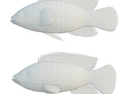 Hemichromis bimaculatus fish Low-poly 3D model
