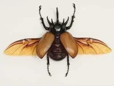 Beetle 3D model buy