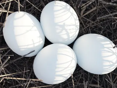  BIRDs NEST 3D model