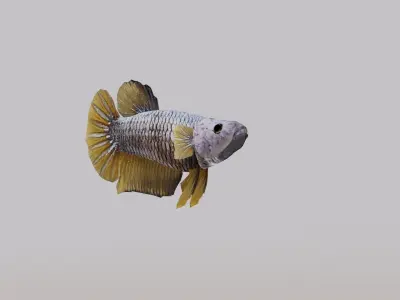 Betta Fish 3D model buy