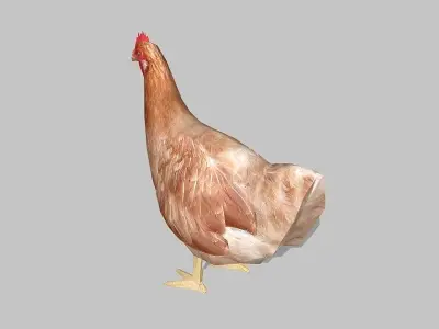 hen chicken Low-poly 3D model purchase