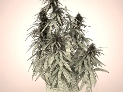  Cannabis Sativa Home Plant 