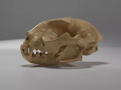 Cat skull Low-poly 3D model