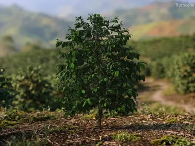 Coffee Plant with Dense Foliage Green 3D model