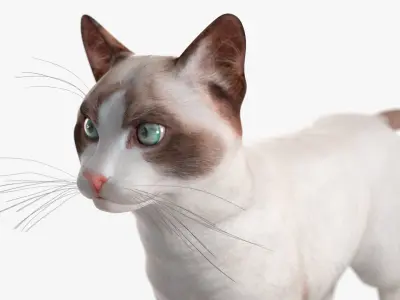  Ragdoll Cat 
