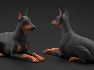 Doberman Pinscher Dog Lying Down 3D model