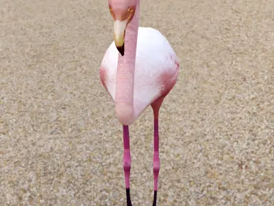 Flamingo Low-poly 3D model get