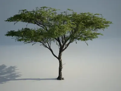 Acacia_01 3D model