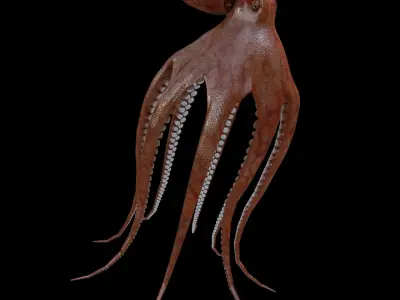  Octopus 