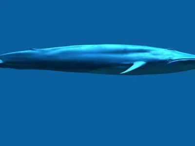 Blue Whale 3D model order