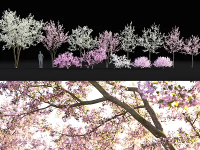 Cherry flowering Pack #1 