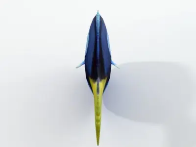 Surgeonfish fish Low-poly 3D model
