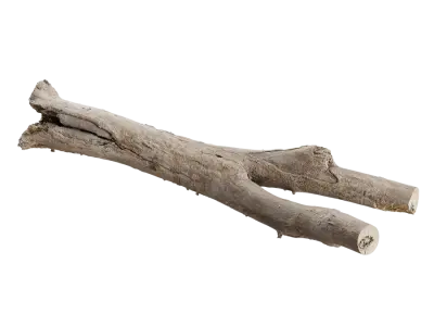  Large Branched Bare Log Model 