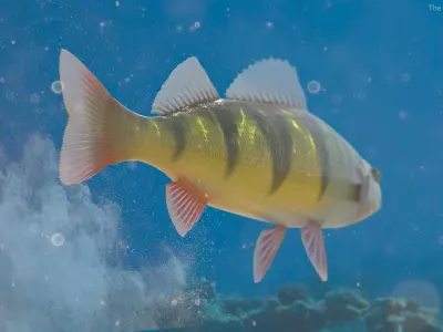  Yellow Perch Fish 