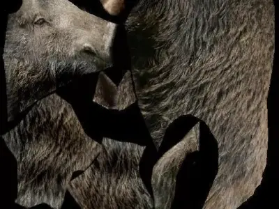 Boar Animal 3D model