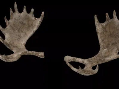 antlers horn 01 3D model