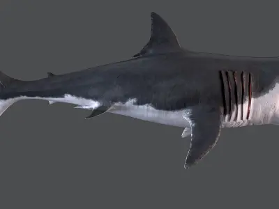 White Shark 3D model order