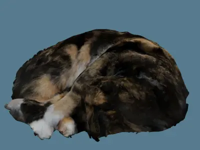 Sleeping Cat Photoscan Low-poly 3D model