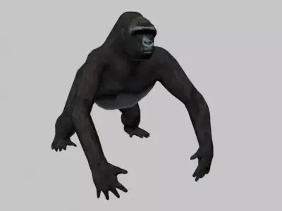 GORILLA LOW LOPY 3D model