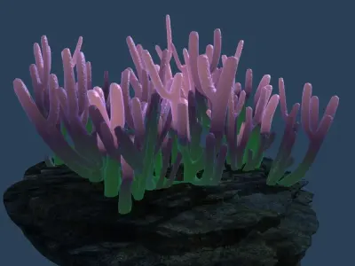Coral on rock 3D model purchase