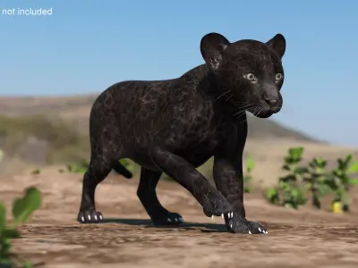 Panther Cub Wary Pose 3D model