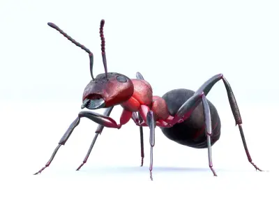 Animated 3d model of an ant with PBR materials 3D model