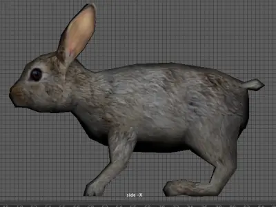 rabbit bunny  hare 3D model