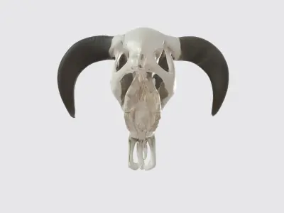 Realistic PBR 3D Model of bull Skull with Curved Horns Free 3D model