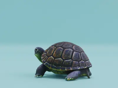 Turtle in Shell Free low-poly 3D model