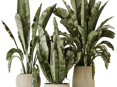 AV Indoor plants set 205 Ravenala Banana Nicolai 3D model