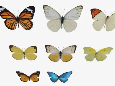 Butterflies butterfly Low-poly 3D model