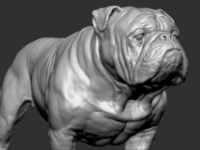  English Bulldog VFX Zbrush sculpt 