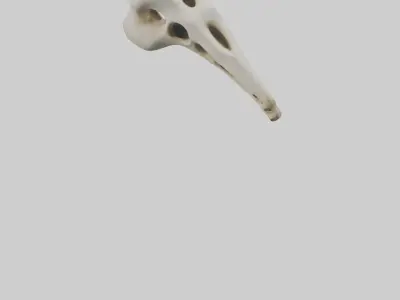 Giraffe Vertebrae Low-poly 3D model