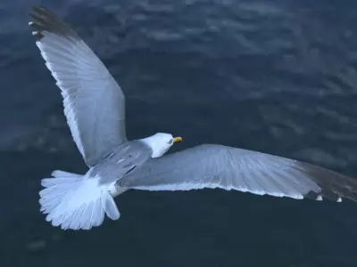 Animated low poly seagull Low-poly 3D model