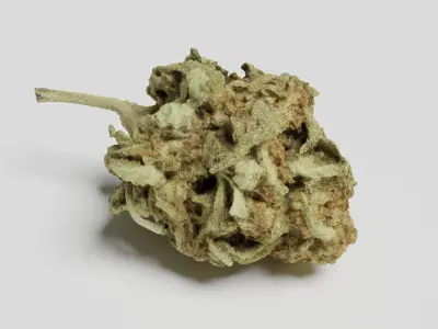 Cannabis Bud 06 3D model