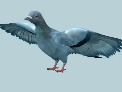 Pigeon Low-poly 3D model shop