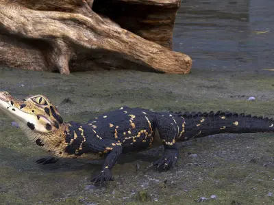 Black Caiman Baby Looks Up 3D model