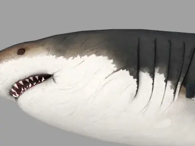 Animal - Shark Low-poly 3D model