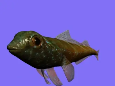 Tripterygion Fish Rigged Low-poly 3D model